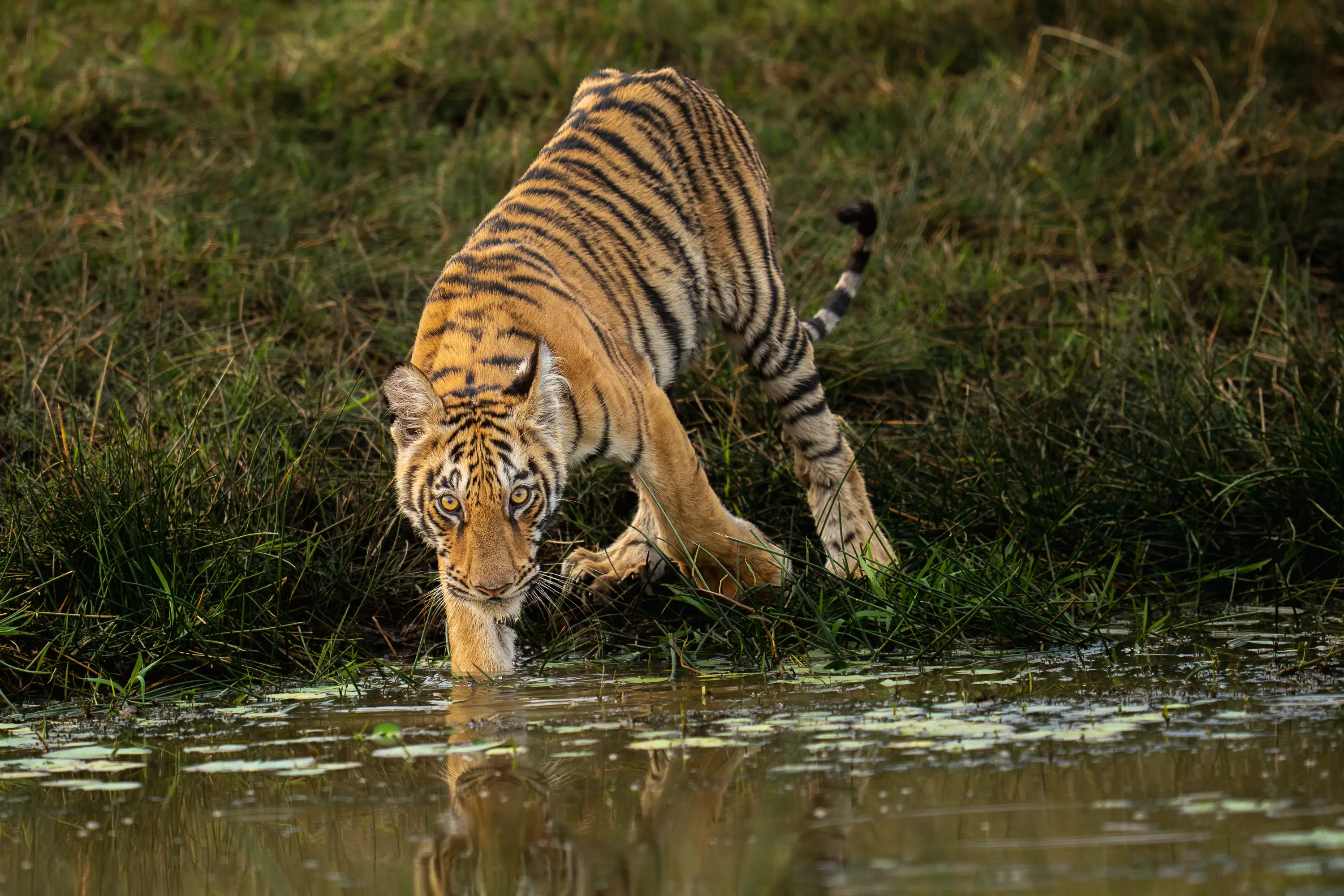 Panna & Bandhavgarh Tiger Expedition gallery image 9